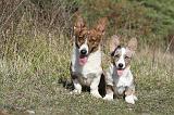CORGI CARDIGAN 029